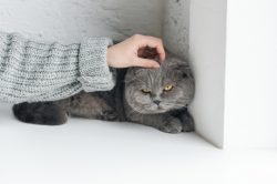 Workplace cat Workplace cat