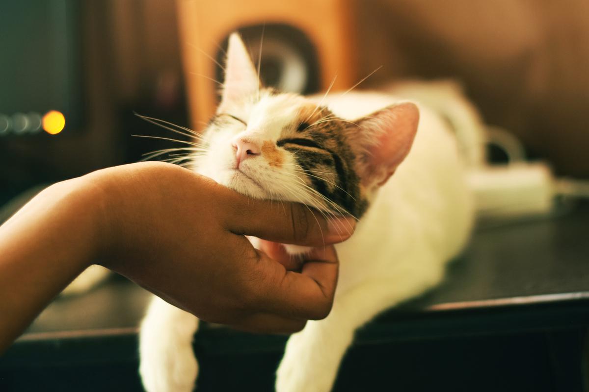 Image depicting a person sneezing with a red and itchy nose after being near a cat
