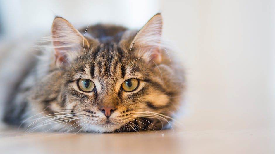 A person sneezing and rubbing their itchy eyes due to cat allergies