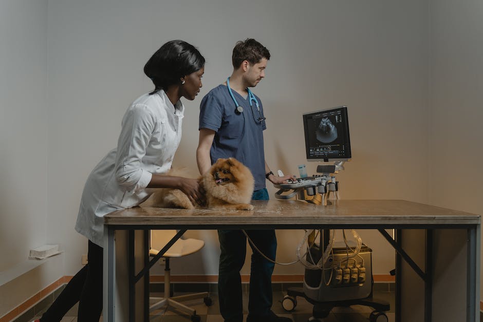 Image of a cat sitting on a veterinarian's table during a check-up to illustrate the topic of understanding your cat's health for a website.