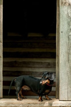 dachshund-alert-stance dachshund-alert-stance