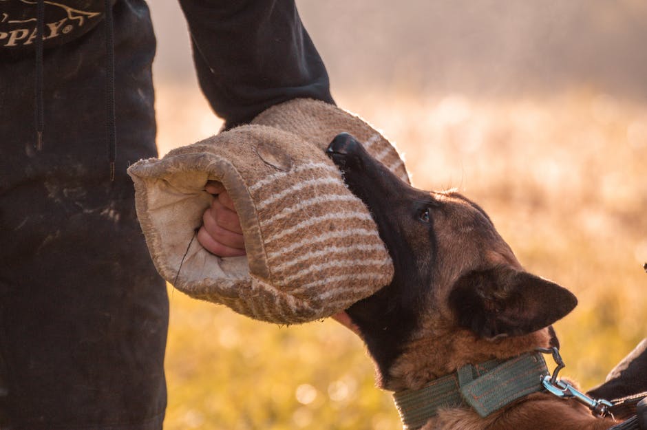 Image of a person training a dog, visually impaired description: A person using hand signals to train a dog.