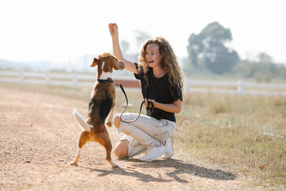 Image depicting a person training a dog with positive reinforcement
