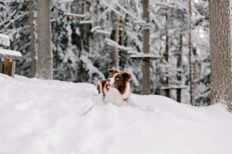 A white fluffy dog with a fox-like face and a sparkling intelligence in its eyes