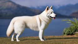 kishu-dog