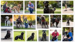 service-dog-transforming-lives service-dog-transforming-lives