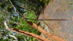 stick-insect-camouflage-masterpiece stick-insect-camouflage-masterpiece