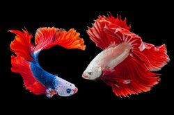 two-male-bettas-facing-off two-male-bettas-facing-off